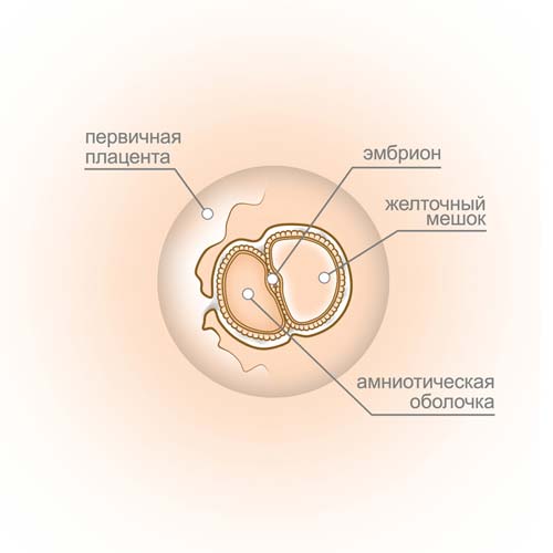 4 týdny embryo